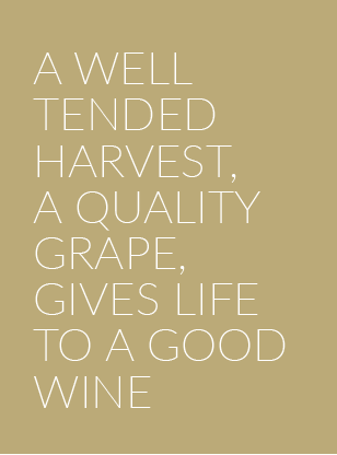 A WELL TENDED HARVEST, A QUALITY GRAPE, GIVES LIFE TO A GOOD WINE